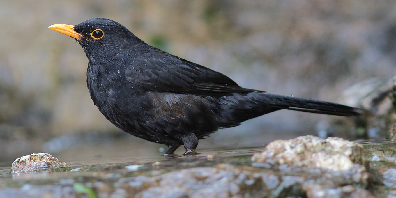 Qui sont ces oiseaux des jardins ?